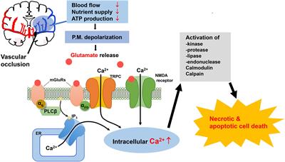 Contribution of TRPC Channels in Neuronal Excitotoxicity Associated With Neurodegenerative Disease and Ischemic Stroke